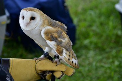 I nostri amici animali